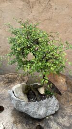 بونسای نارون سیجو - تصویر 3