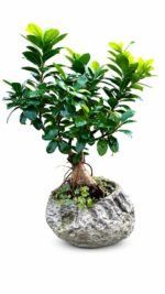 بونسای جنسینگ