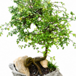 بونسای نارون سیجو