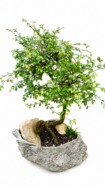 بونسای نارون سیجو